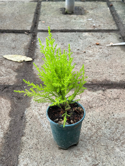 สนเลม่อน มีหลายขนาด กลิ่นหอมมาก