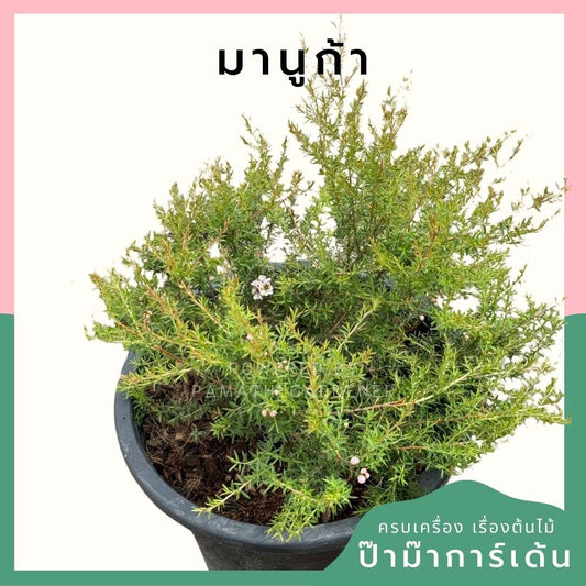 ต้นมานูก้า พร้อมกระถางตั้ง ดอกสวยงาม