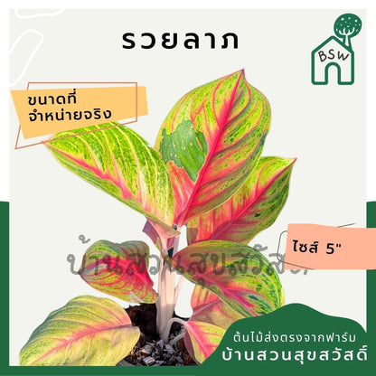 อโกลนีม่า รวยลาภ กระถาง 5 นิ้ว