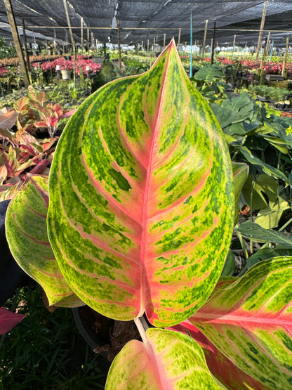 อโกลนีม่า รวยลาภ กระถาง 5 นิ้ว