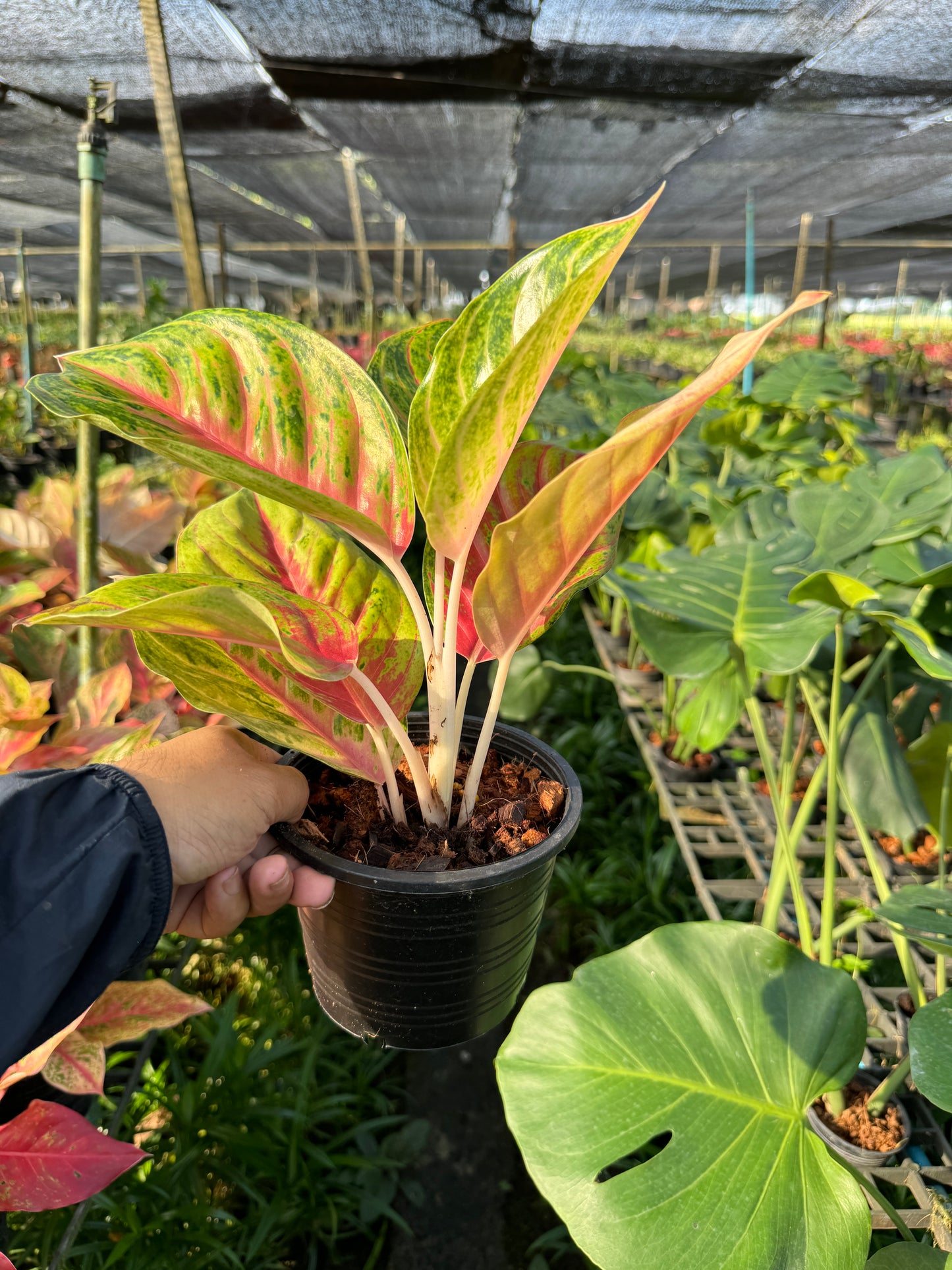 อโกลนีม่า รวยลาภ กระถาง 5 นิ้ว