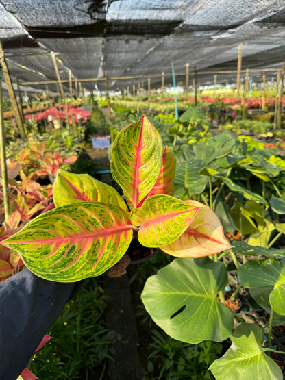 อโกลนีม่า รวยลาภ กระถาง 5 นิ้ว