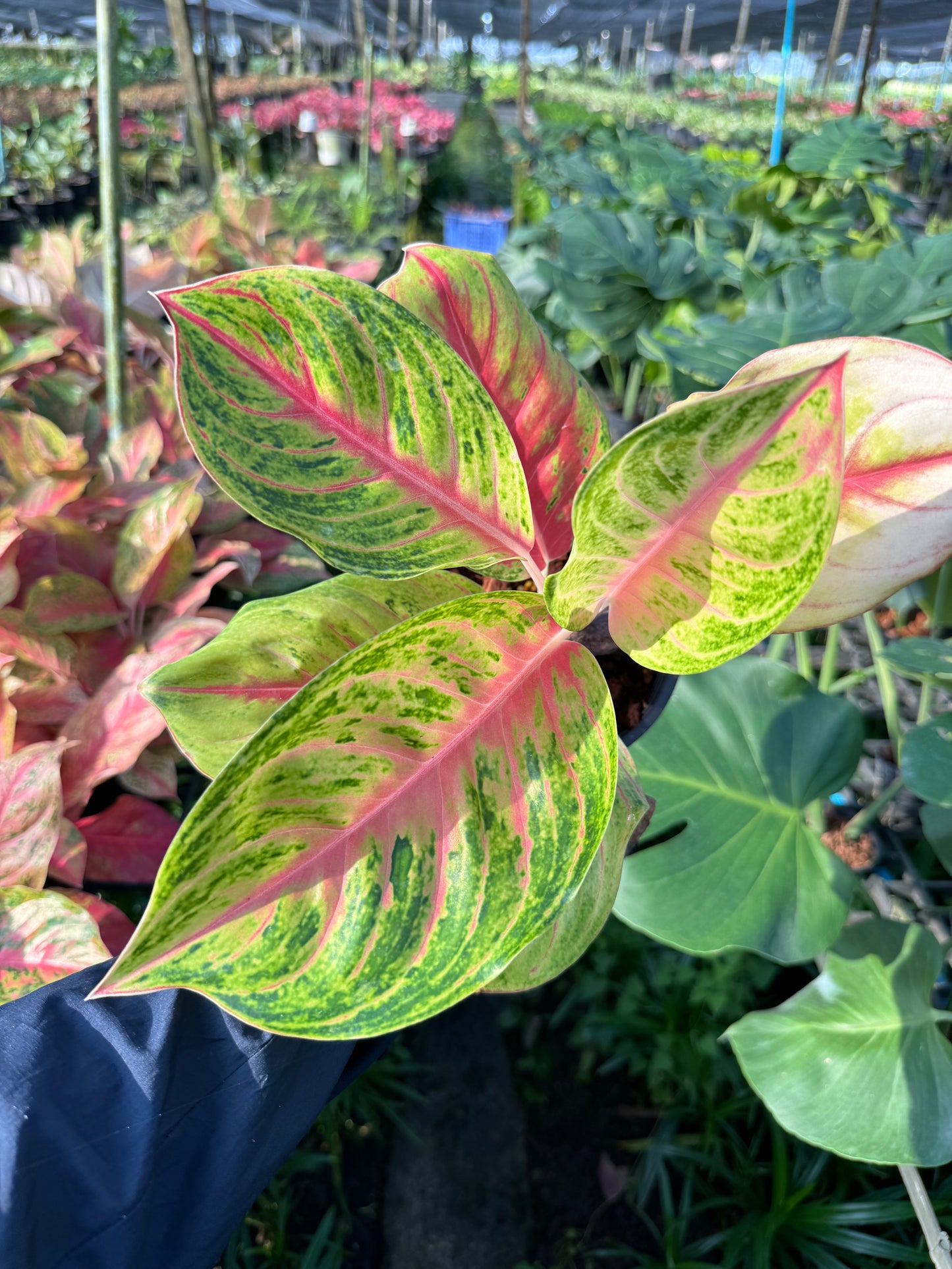 อโกลนีม่า รวยลาภ กระถาง 5 นิ้ว