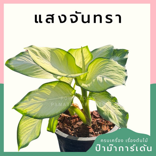 แสงจันทรา (Philodendron 'Moonlight)