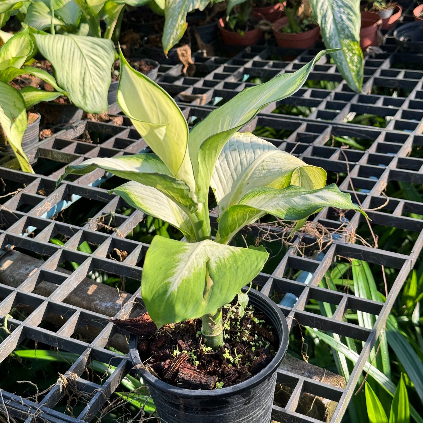 แสงจันทรา (Philodendron 'Moonlight)