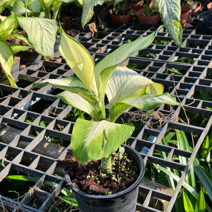 แสงจันทรา (Philodendron 'Moonlight)