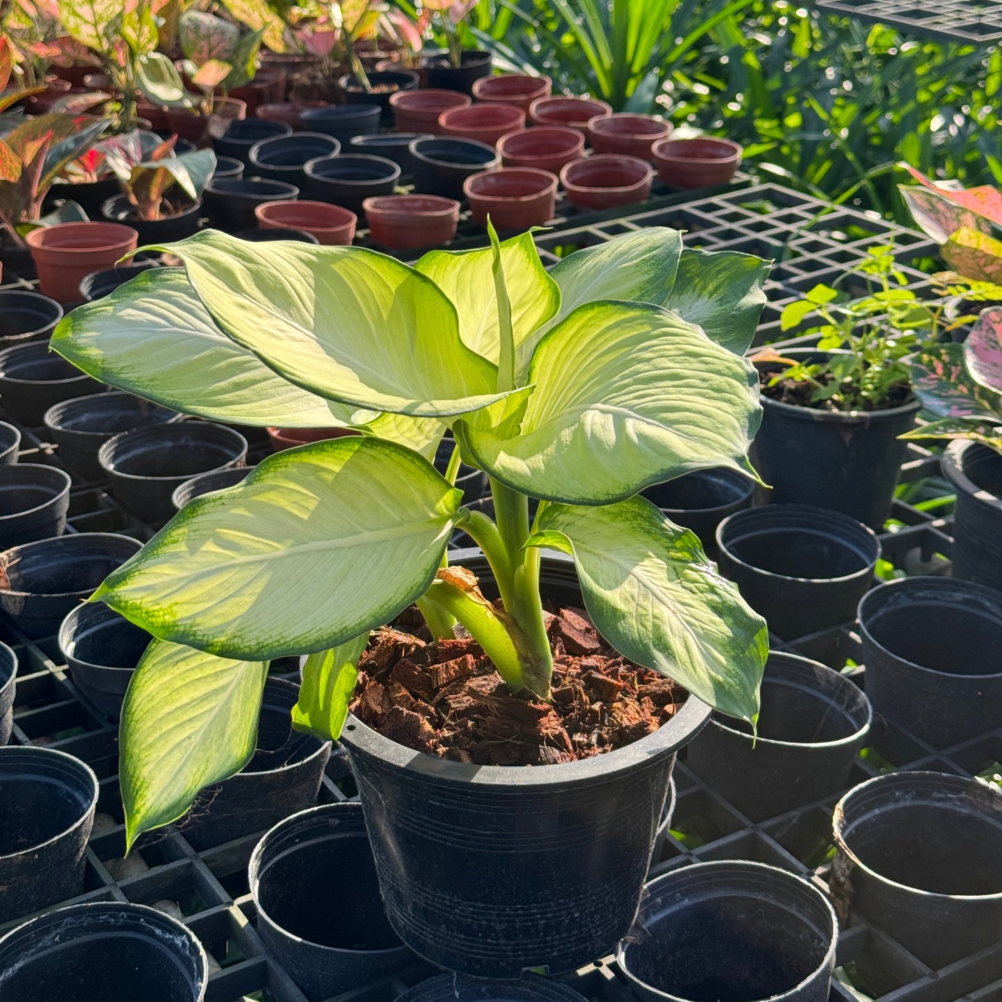 แสงจันทรา (Philodendron 'Moonlight)