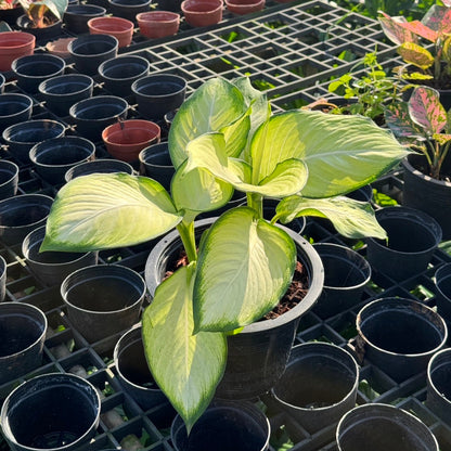 แสงจันทรา (Philodendron 'Moonlight)