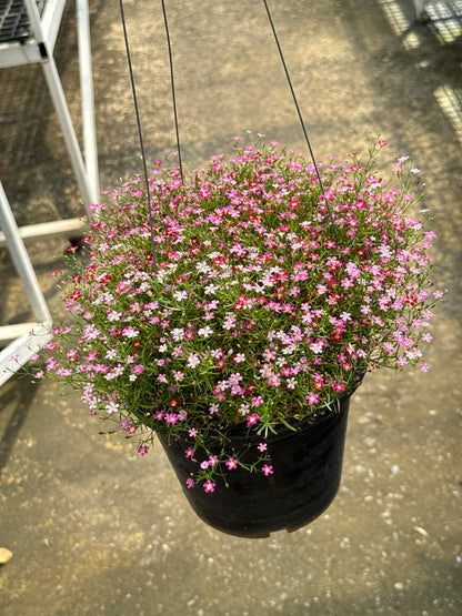 จิบโซฟิลล่า Gypsophila 8 นิ้ว