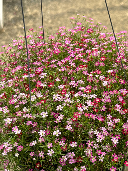 จิบโซฟิลล่า Gypsophila 8 นิ้ว