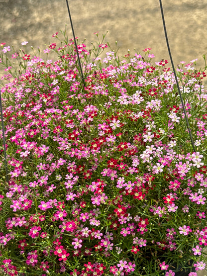 จิบโซฟิลล่า Gypsophila 8 นิ้ว
