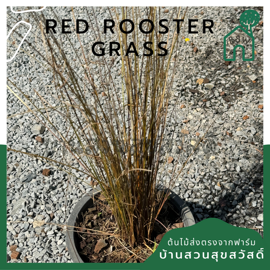 หญ้าเรด รูสเตอร์ Red Rooster Grass 8 นิ้ว