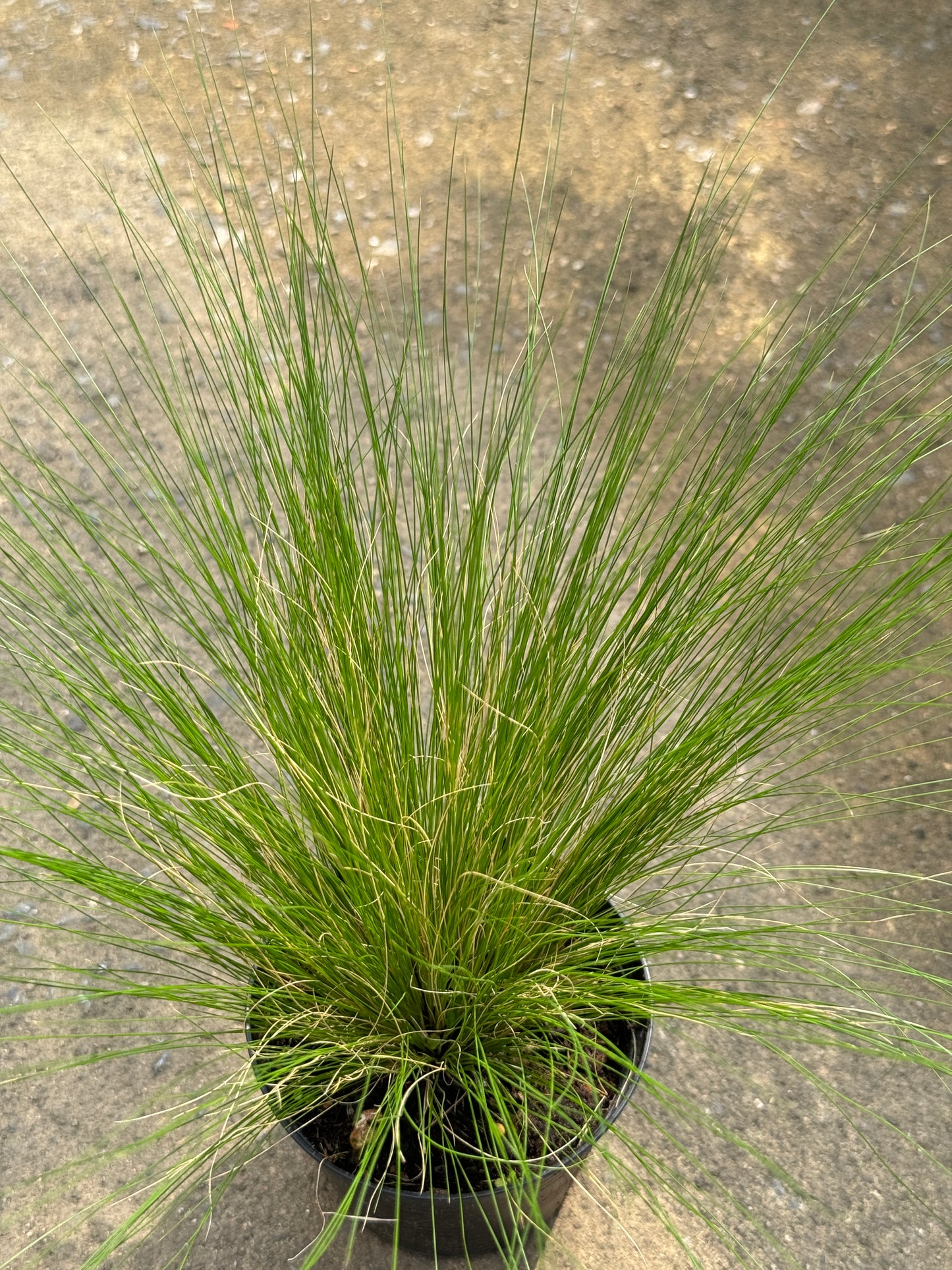 หญ้าสตีป้า โพนี่เทล Stipa Pony Tails	4-5 นิ้ว