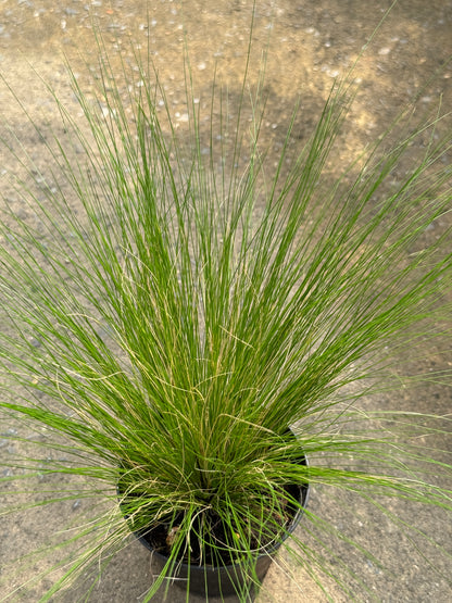 หญ้าสตีป้า โพนี่เทล Stipa Pony Tails	4-5 นิ้ว