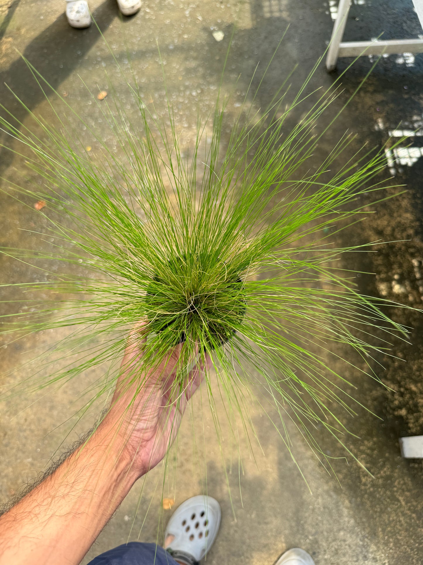 หญ้าสตีป้า โพนี่เทล Stipa Pony Tails	4-5 นิ้ว