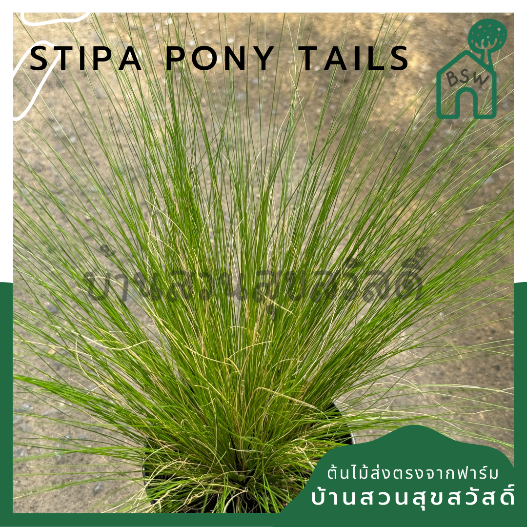 หญ้าสตีป้า โพนี่เทล Stipa Pony Tails	4-5 นิ้ว