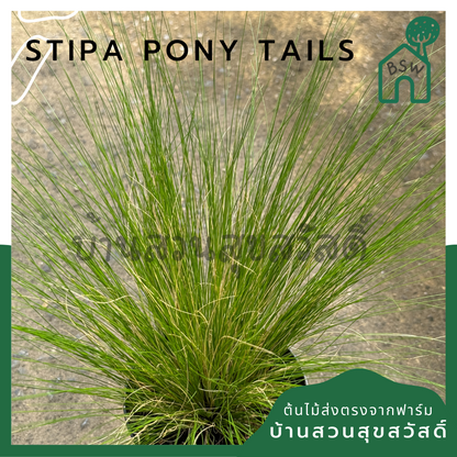 หญ้าสตีป้า โพนี่เทล Stipa Pony Tails	4-5 นิ้ว