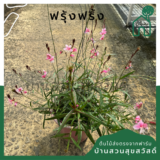 ฟรุ้งฟริ้ง 5 นิ้ว ไม้ดอกกระจายสวยงาม