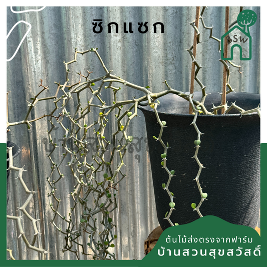 ต้นซิกแซก Zigzag Plant มีหลายขนาดให้เลือก