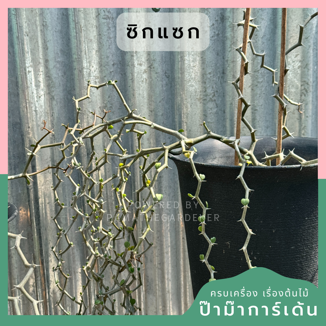 ต้นซิกแซก Zigzag Plant มีหลายขนาดให้เลือก