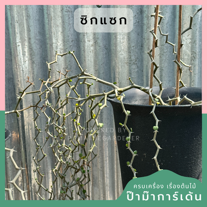 ต้นซิกแซก Zigzag Plant มีหลายขนาดให้เลือก