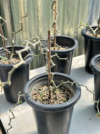 ต้นซิกแซก Zigzag Plant มีหลายขนาดให้เลือก