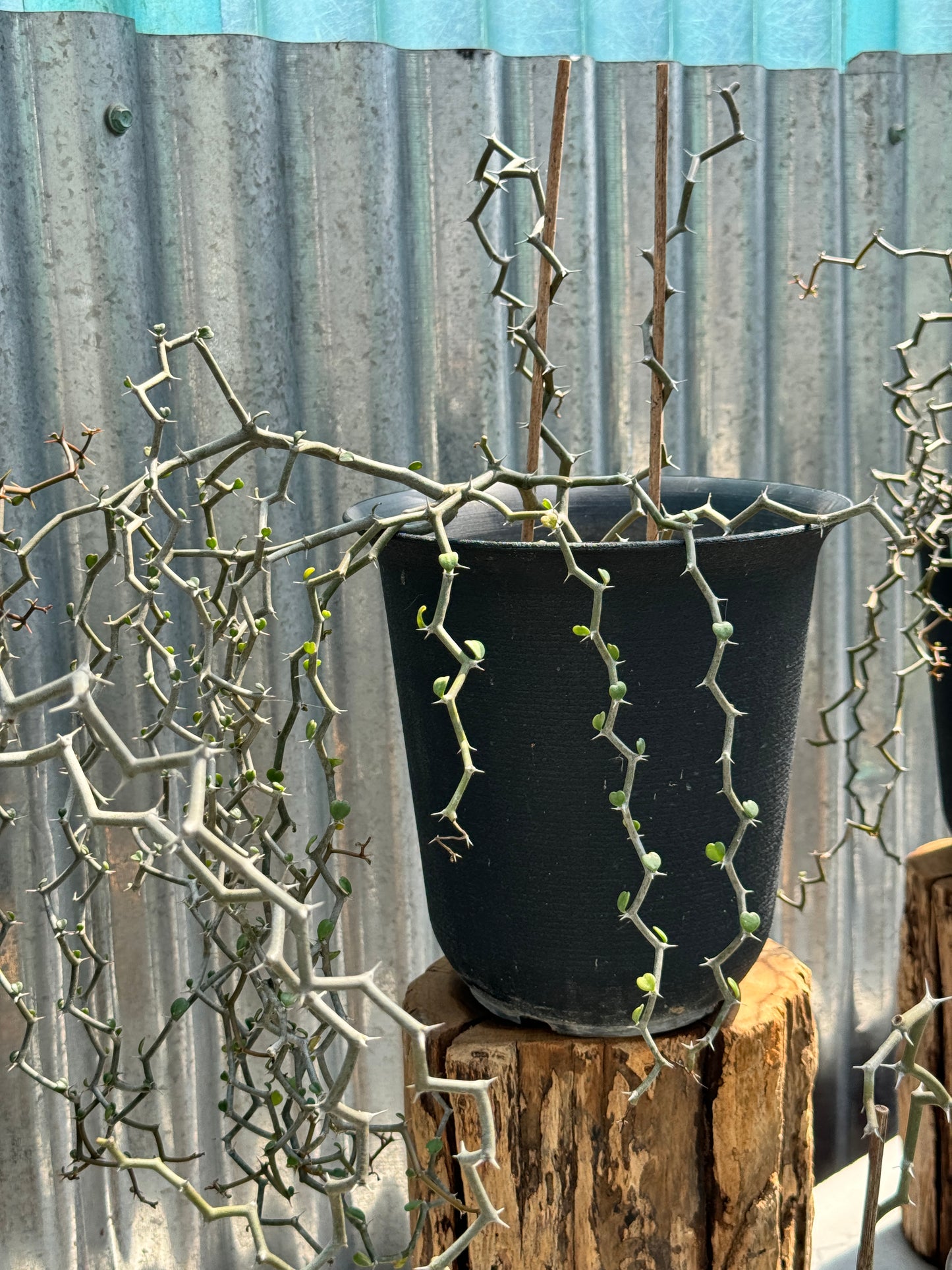 ต้นซิกแซก Zigzag Plant มีหลายขนาดให้เลือก