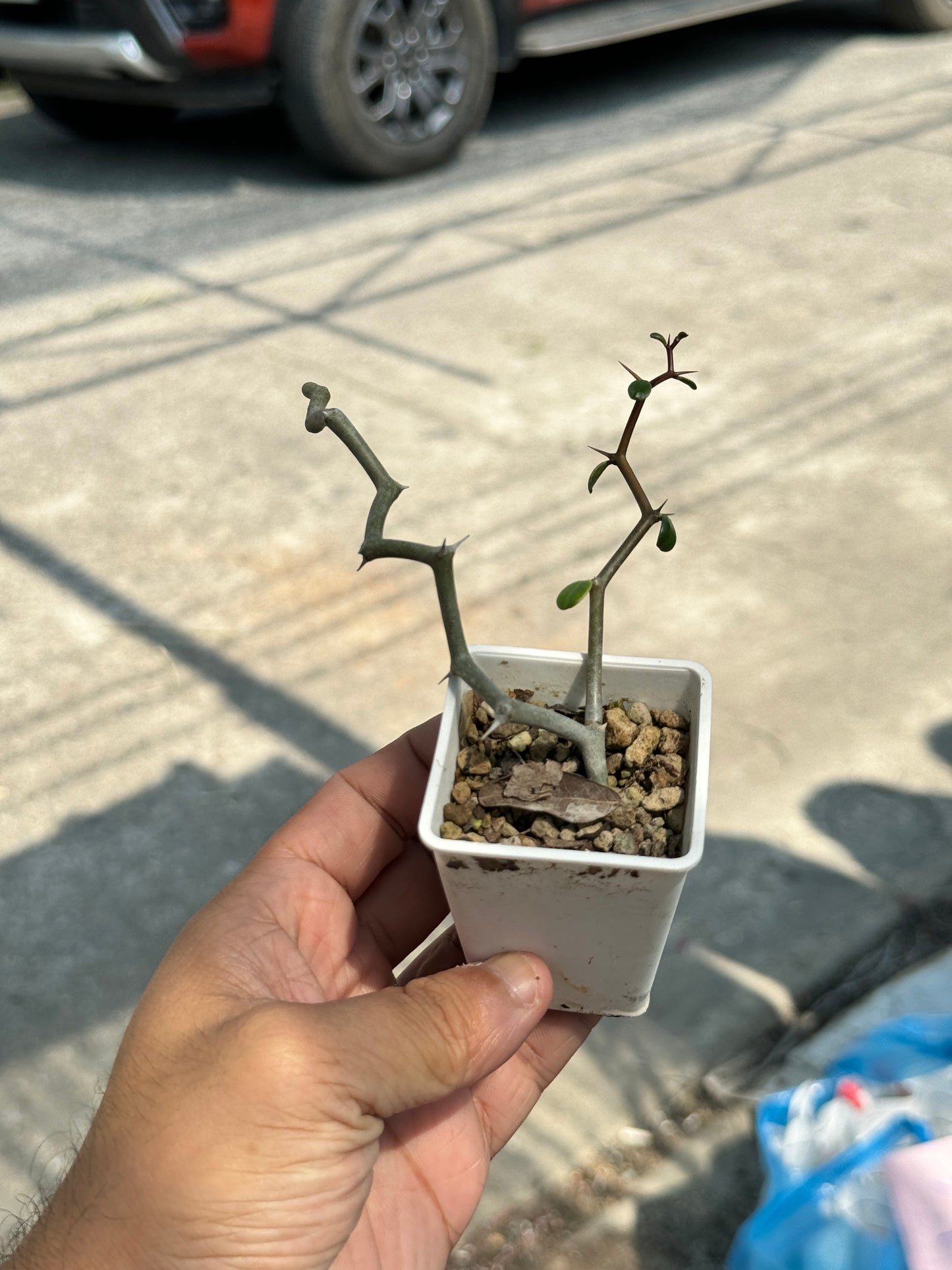 ต้นซิกแซก Zigzag Plant มีหลายขนาดให้เลือก
