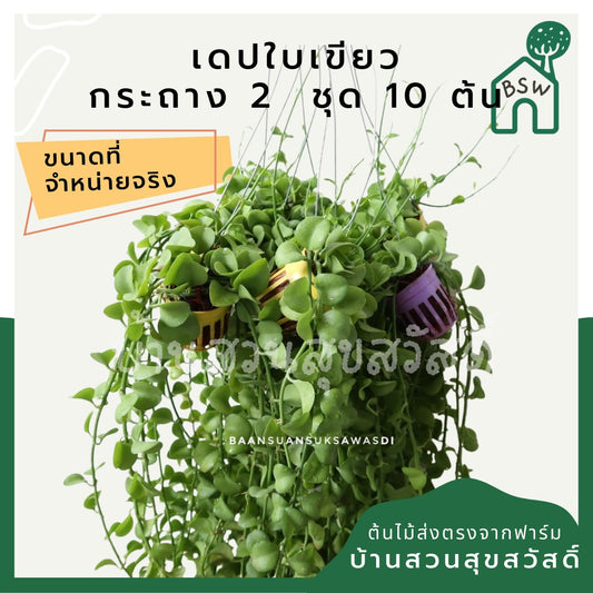 เดปเขียว 2 นิ้ว ชุด 10 ต้น