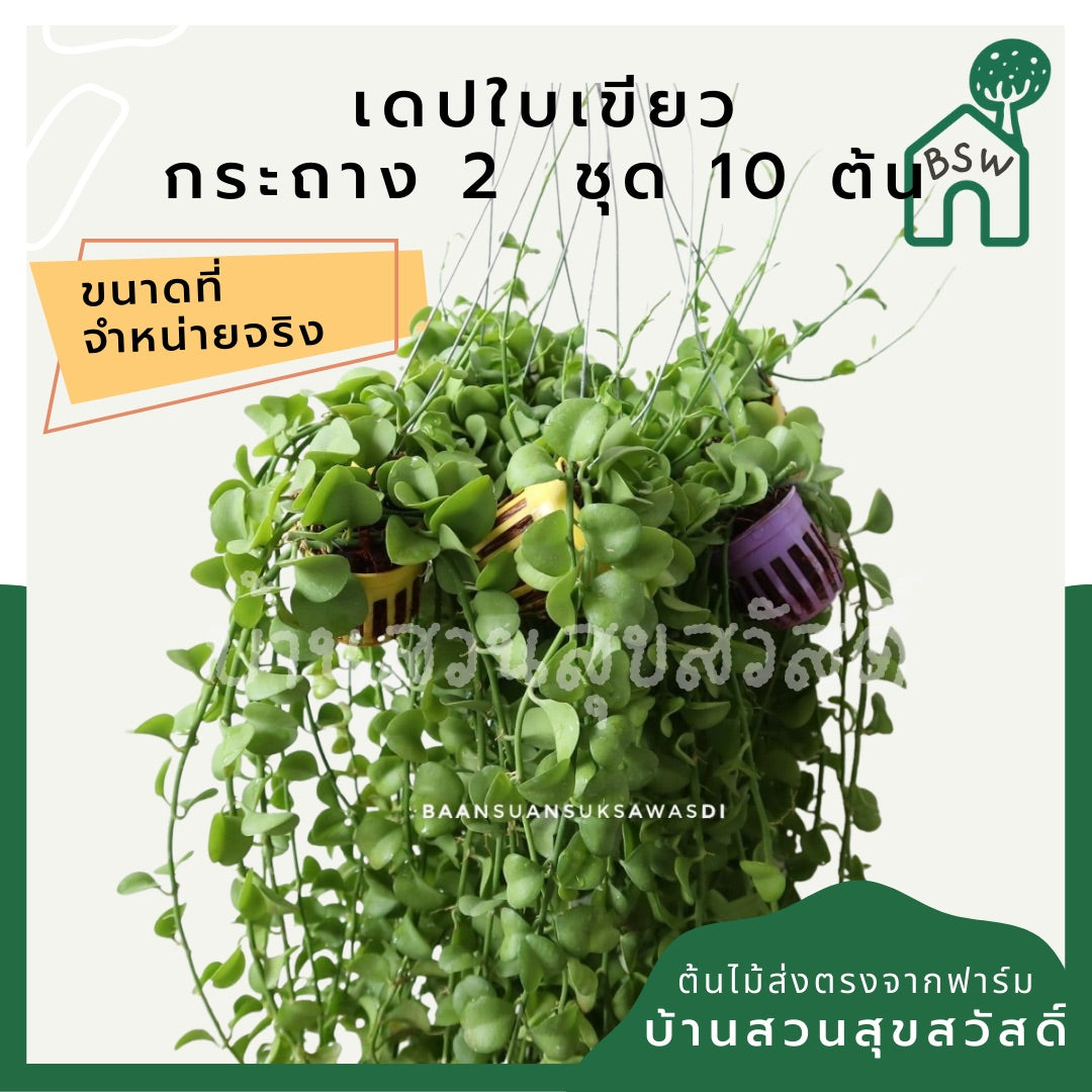 เดป 2 นิ้ว เขียว/ด่าง 5 ต้น