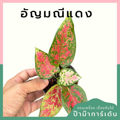 อัญมณีแดง กระถาง 3 นิ้ว