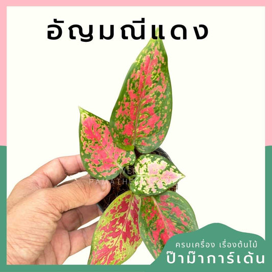 อัญมณีแดง กระถาง 3 นิ้ว