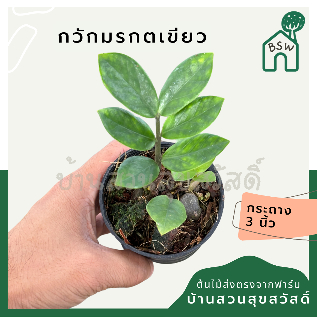 กวักมรกตเขียว กระถาง 3 นิ้ว