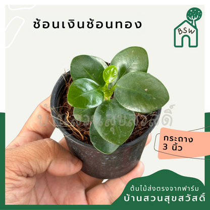 ช้อนเงินช้อนทอง กระถาง 3 นิ้ว
