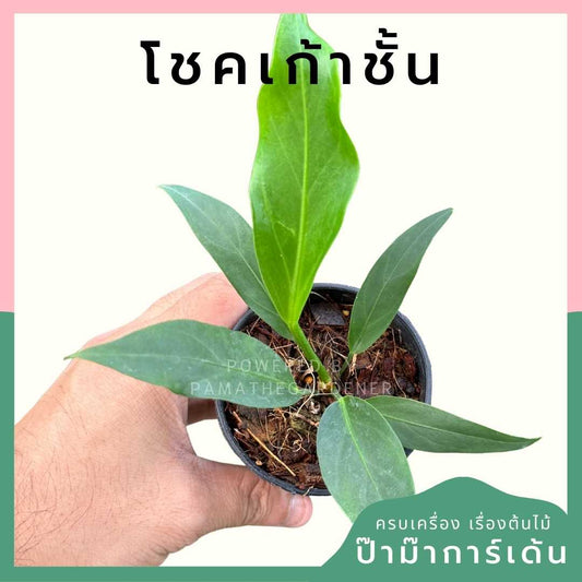 โชคเก้าชั้น กระถาง 3 นิ้ว