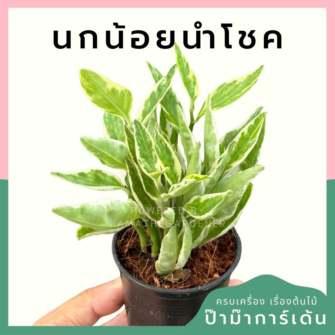 นกน้อยนำโชค ส่งพร้อมกระถาง 3 นิ้ว