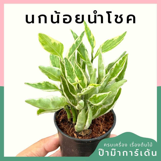 นกน้อยนำโชค ส่งพร้อมกระถาง 3 นิ้ว