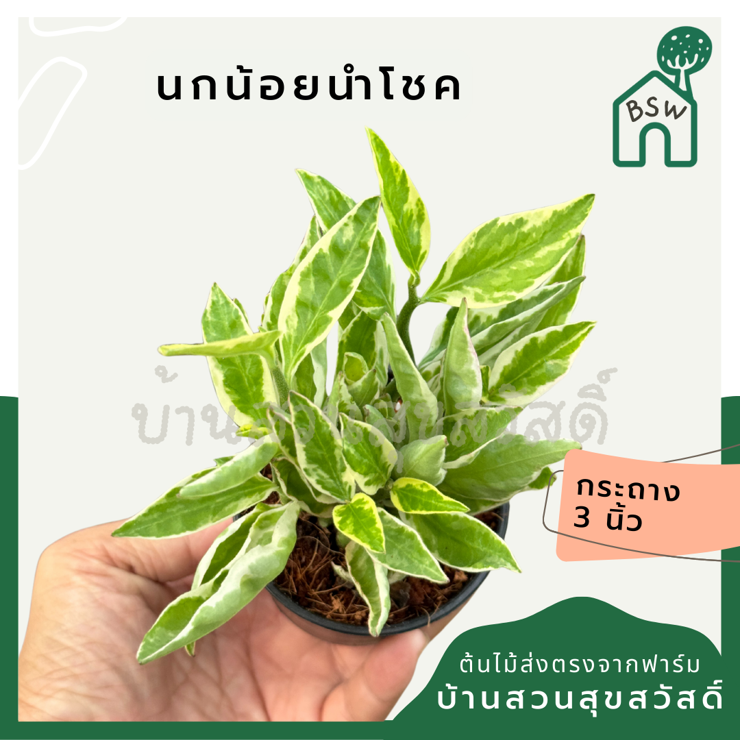 นกน้อยนำโชค ส่งพร้อมกระถาง 3 นิ้ว