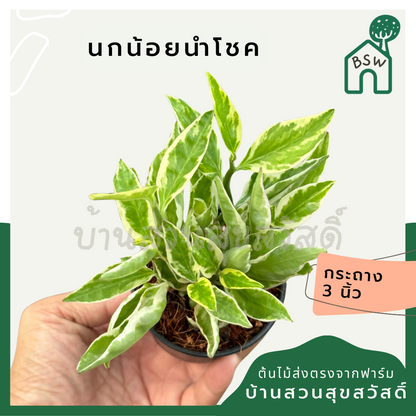 นกน้อยนำโชค ส่งพร้อมกระถาง 3 นิ้ว