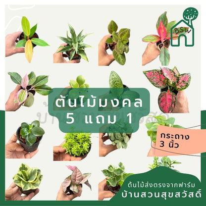 บีโกเนียใบกลม ส่งพร้อมกระถาง 3 นิ้ว