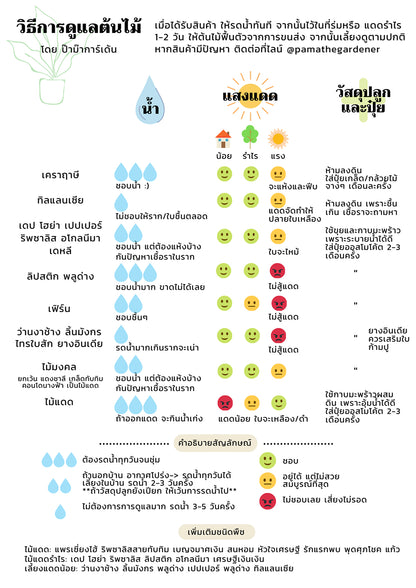 กระดุมทอง ส่งพร้อมกระถาง 3 นิ้ว