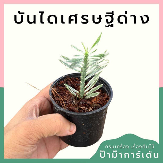 บันไดเศรษฐีด่าง ส่งพร้อมกระถาง 3 นิ้ว