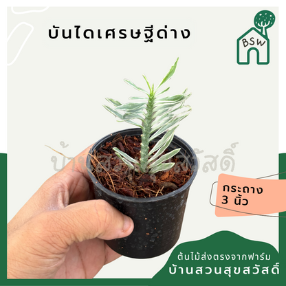 บันไดเศรษฐีด่าง ส่งพร้อมกระถาง 3 นิ้ว