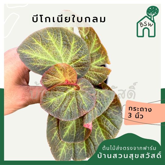 บีโกเนียใบกลม ส่งพร้อมกระถาง 3 นิ้ว