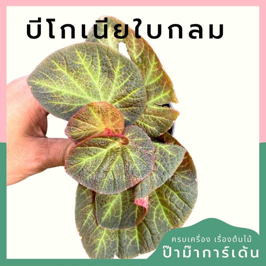 บีโกเนียใบกลม ส่งพร้อมกระถาง 3 นิ้ว