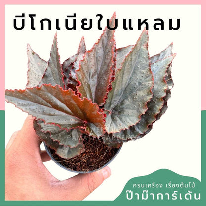 บีโกเนียใบกลม ส่งพร้อมกระถาง 3 นิ้ว