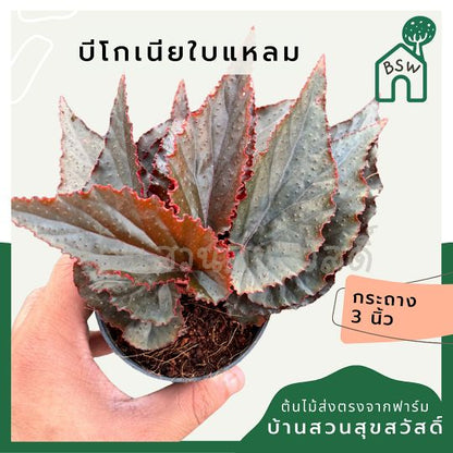 บีโกเนียใบกลม ส่งพร้อมกระถาง 3 นิ้ว