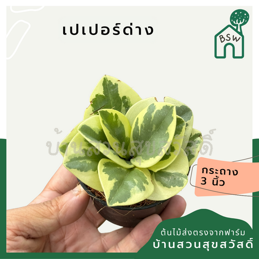 เปเปอร์หยกด่าง ส่งพร้อมกระถาง 3 นิ้ว