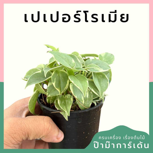 เปเปอร์โรเมียด่าง ส่งพร้อมกระถาง 3 นิ้ว