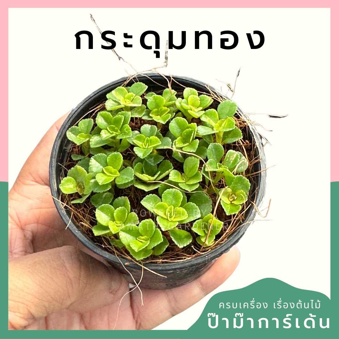 กระดุมทอง ส่งพร้อมกระถาง 3 นิ้ว